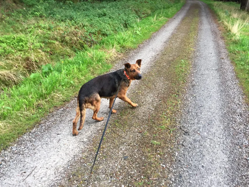 Hund blickt auf einem begrünten Waldweg zurück