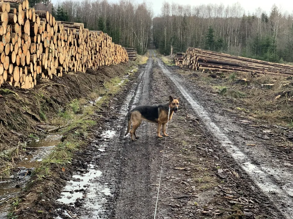 Nasser Waldweg mit Hund und langen Holzpoltern