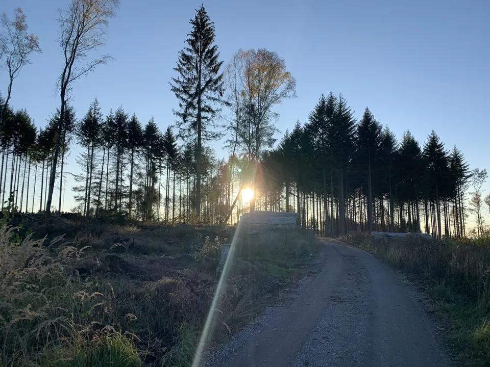 Als der Wald noch stand – Aufnahme vom 06.11.2020