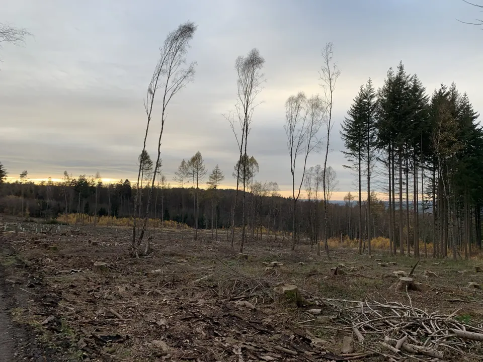 Der Wald verändert sich – Aufnahme vom 21.11.2020