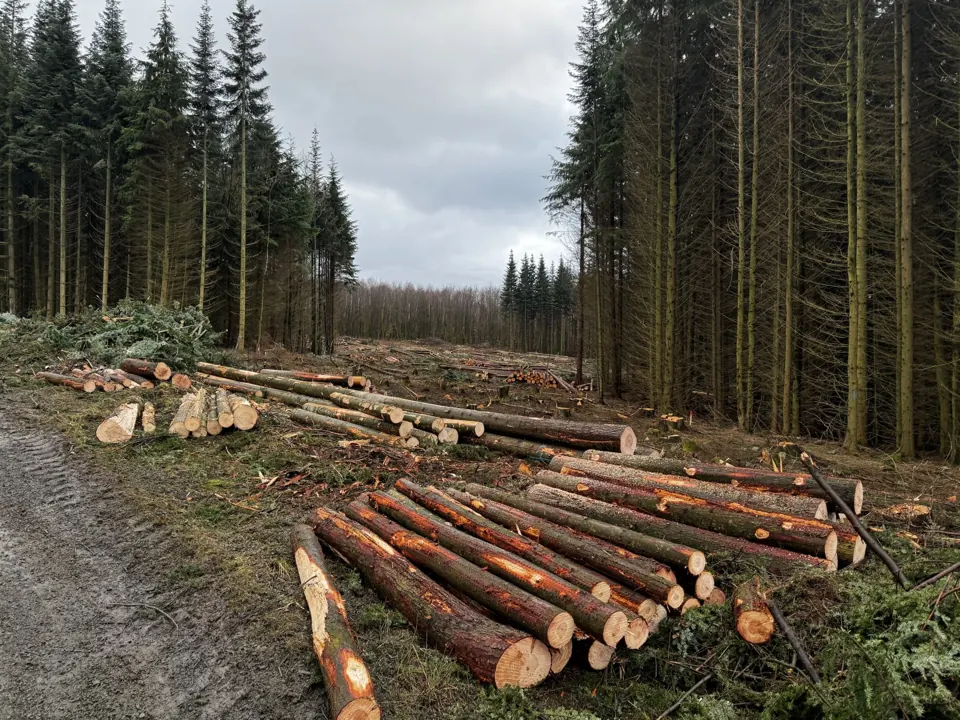 Der Wald verändert sich – Aufnahme vom 19.02.2024