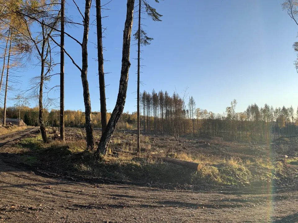Als der Wald noch stand – Aufnahme vom 06.11.2020