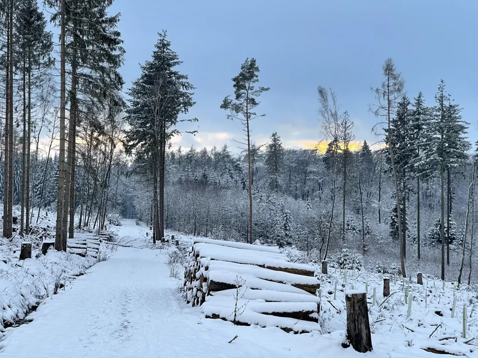 Als der Wald noch stand – Aufnahme vom 25.01.2021