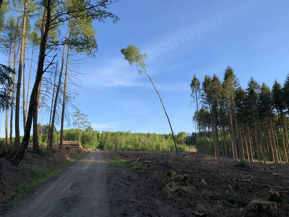 Der Wald verändert sich – Aufnahme vom 07.05.2020