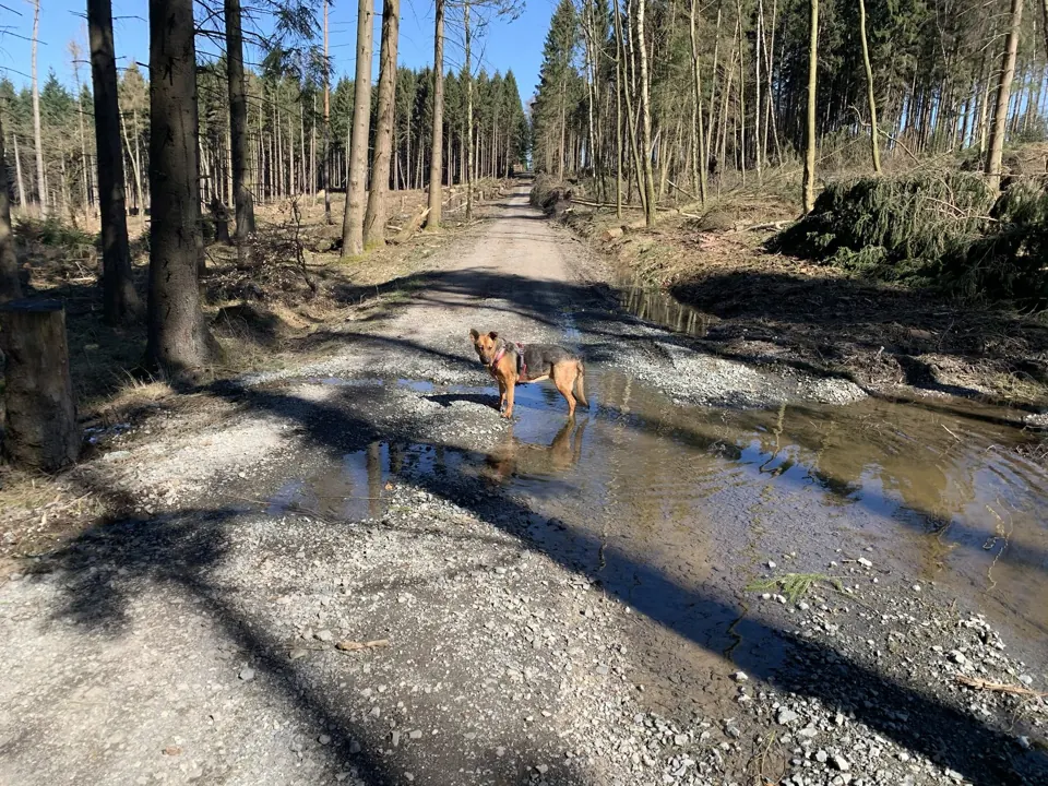 Hund steht in einer Pfütze auf einem sonnigen Waldweg