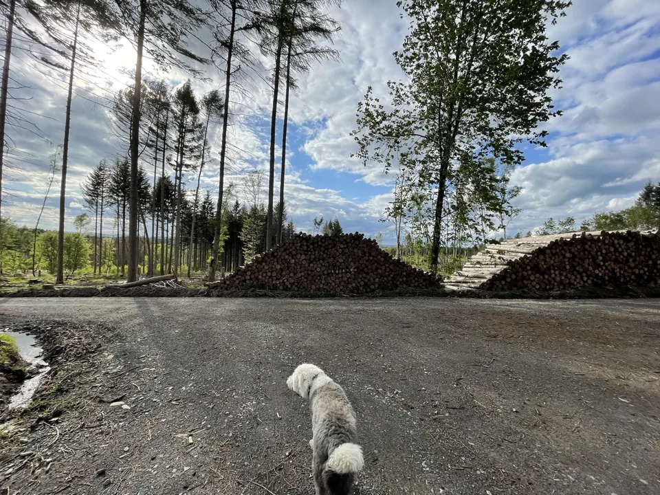 Der Wald verändert sich – Aufnahme vom 23.05.2021