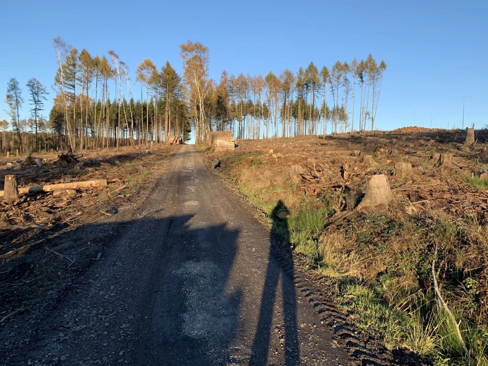 06.11.2020 · Der Wald verändert sich · Eigene Aufnahme
